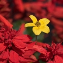 4711 Blume 20150802_0145 als Smartobjekt-1 Kopie